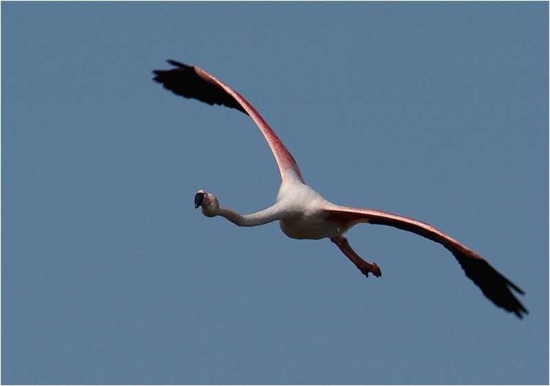 Zu lächeln schien dieser Flamingo...