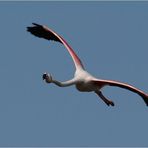 Zu lächeln schien dieser Flamingo...