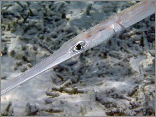 ... zu lang für den Sensor