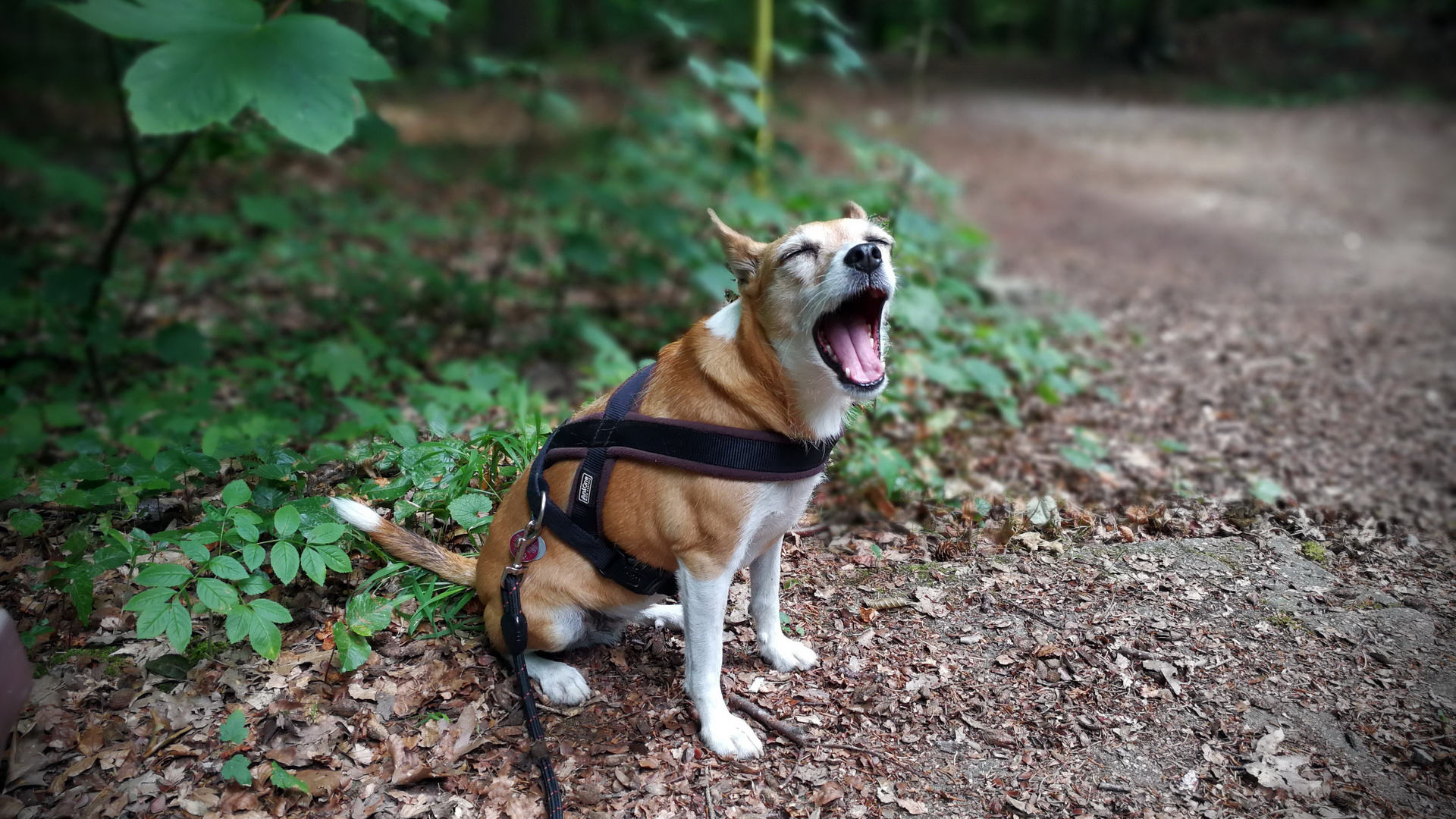 Zu langer Waldspaziergang