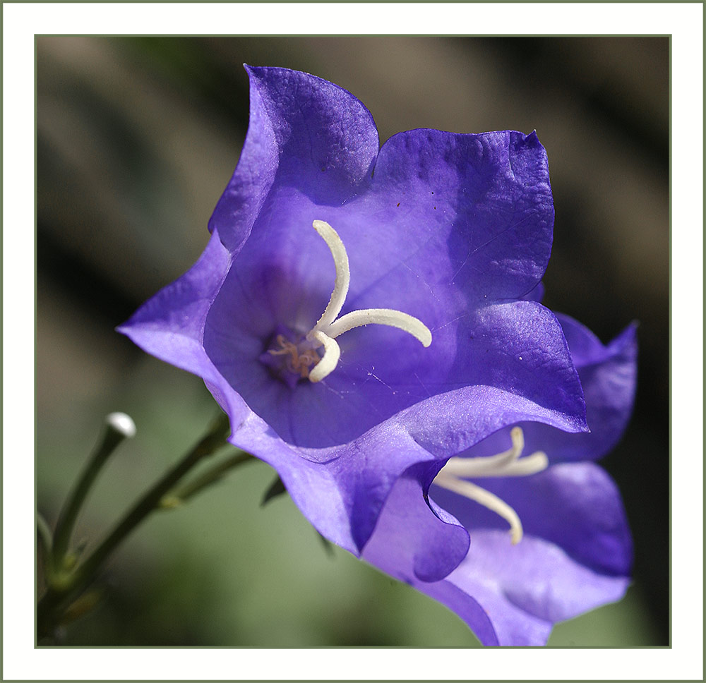 ... zu meinem 100. Foto klingeln zwei Glockenblümchen ...