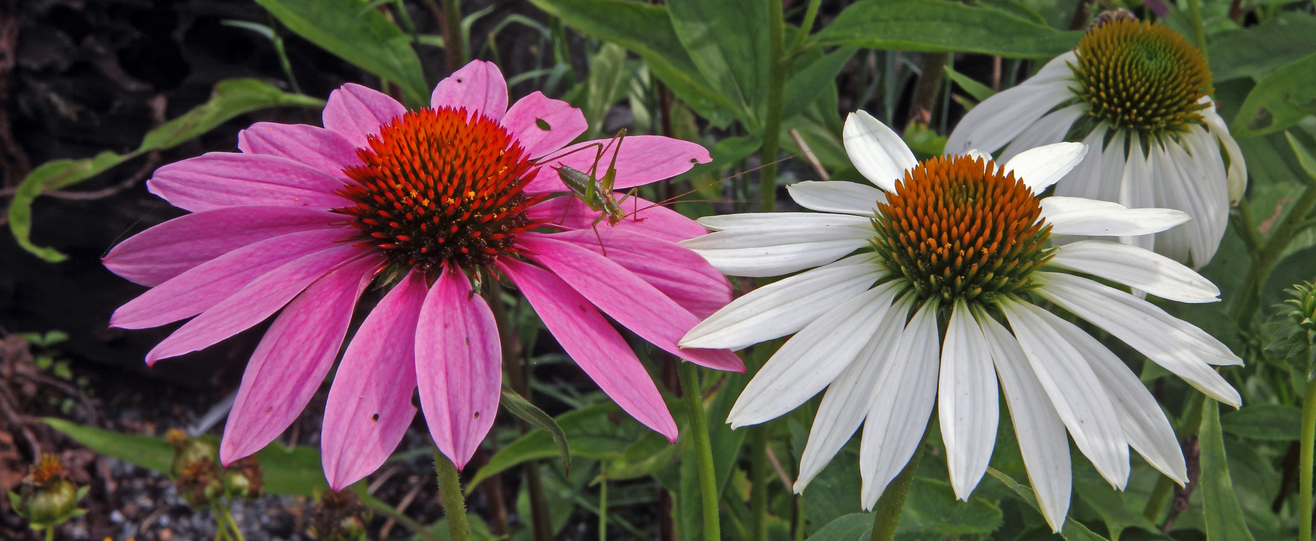 Zu meinen Sommerlieblingen zählt auch besonders Echinacea der Sonnenhut...