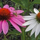 Zu meinen Sommerlieblingen zählt auch besonders Echinacea der Sonnenhut...