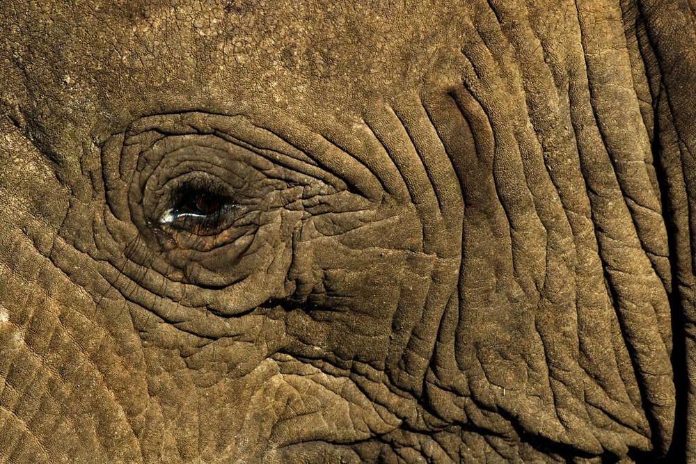 Zu nah am Elefant