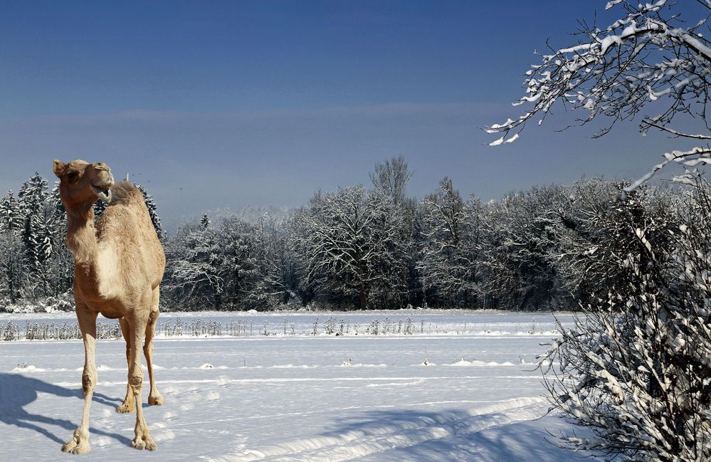 zu Neujahr ...