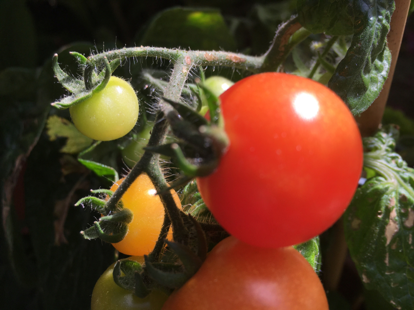 Zu oft hab ich Tomaten auf den Augen...