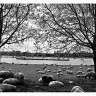 Zu Ostern am Rhein in s/w