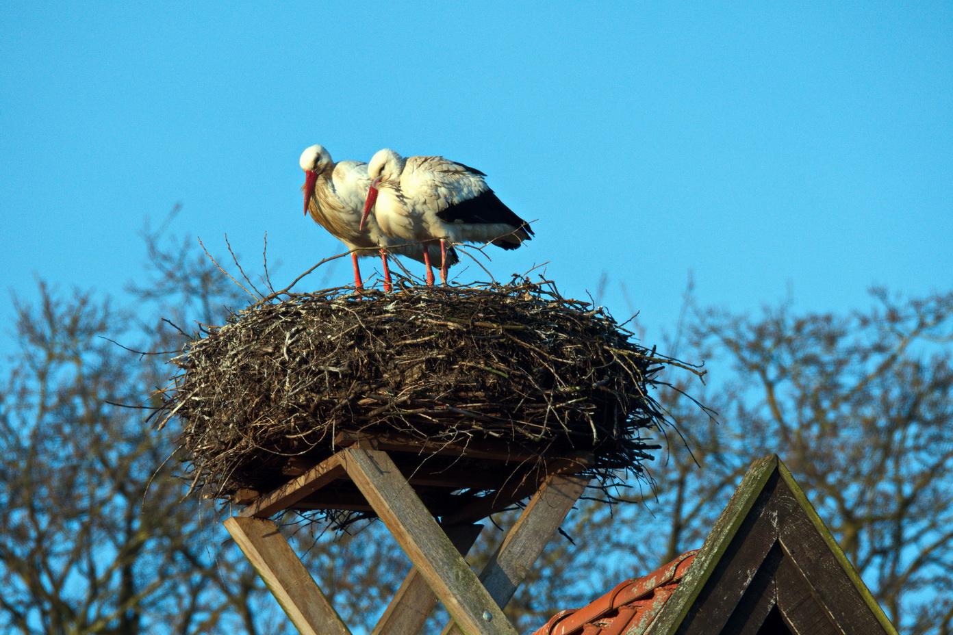 Zu Ostern...