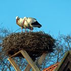 Zu Ostern...