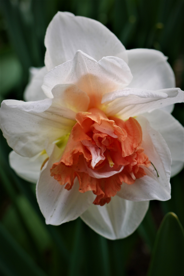 Zu Ostern - Narzisse im Keukenhof