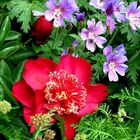 Zu Pfingsten die "Rose" ... (Paeonia 'Nippon Beauty')