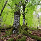 Zu pflanzen einen schönen Baum...