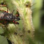 zu Raubwanzen (Reduviidae) gehörende, Dettingen a.d.Erms, Biosphärengebiet Schw. Alb