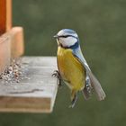 Zu Silvester kommt Herr Vogel im Frack..