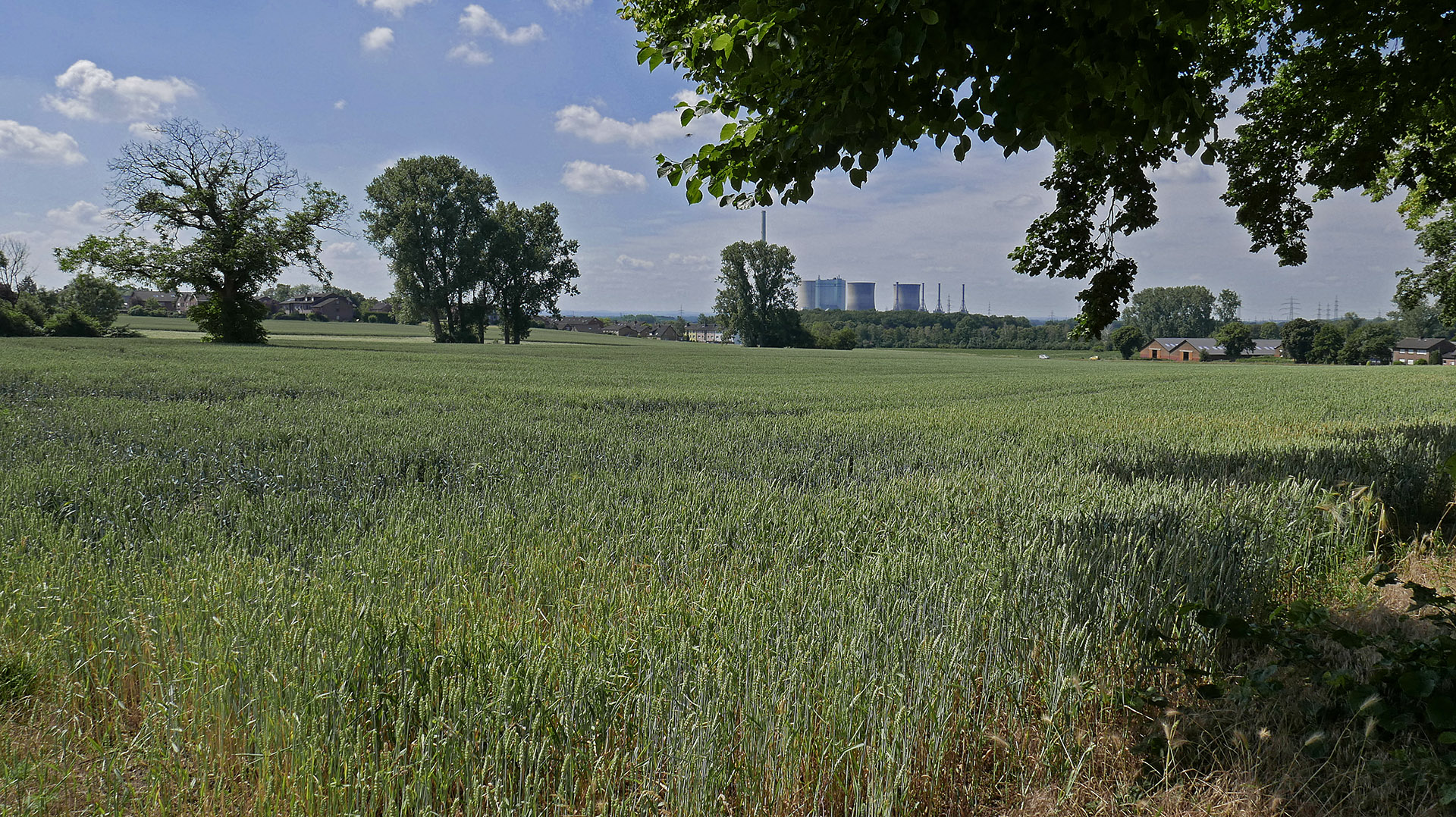 Zu Sommeranfang bereits durch Trockenheit vorgeschädigte Baumkronen in Feld und Flur