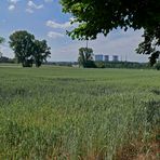 Zu Sommeranfang bereits durch Trockenheit vorgeschädigte Baumkronen in Feld und Flur