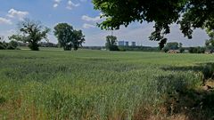 Zu Sommeranfang bereits durch Trockenheit vorgeschädigte Baumkronen in Feld und Flur