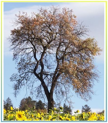 Zu späht, ihr Sonnenblumen!