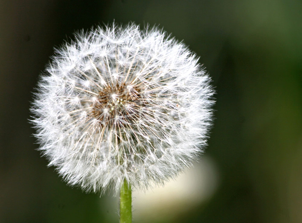 ...zu spät - sollte eigentlich eine Blüte werden