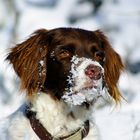 Zu tief in den Schnee geguckt