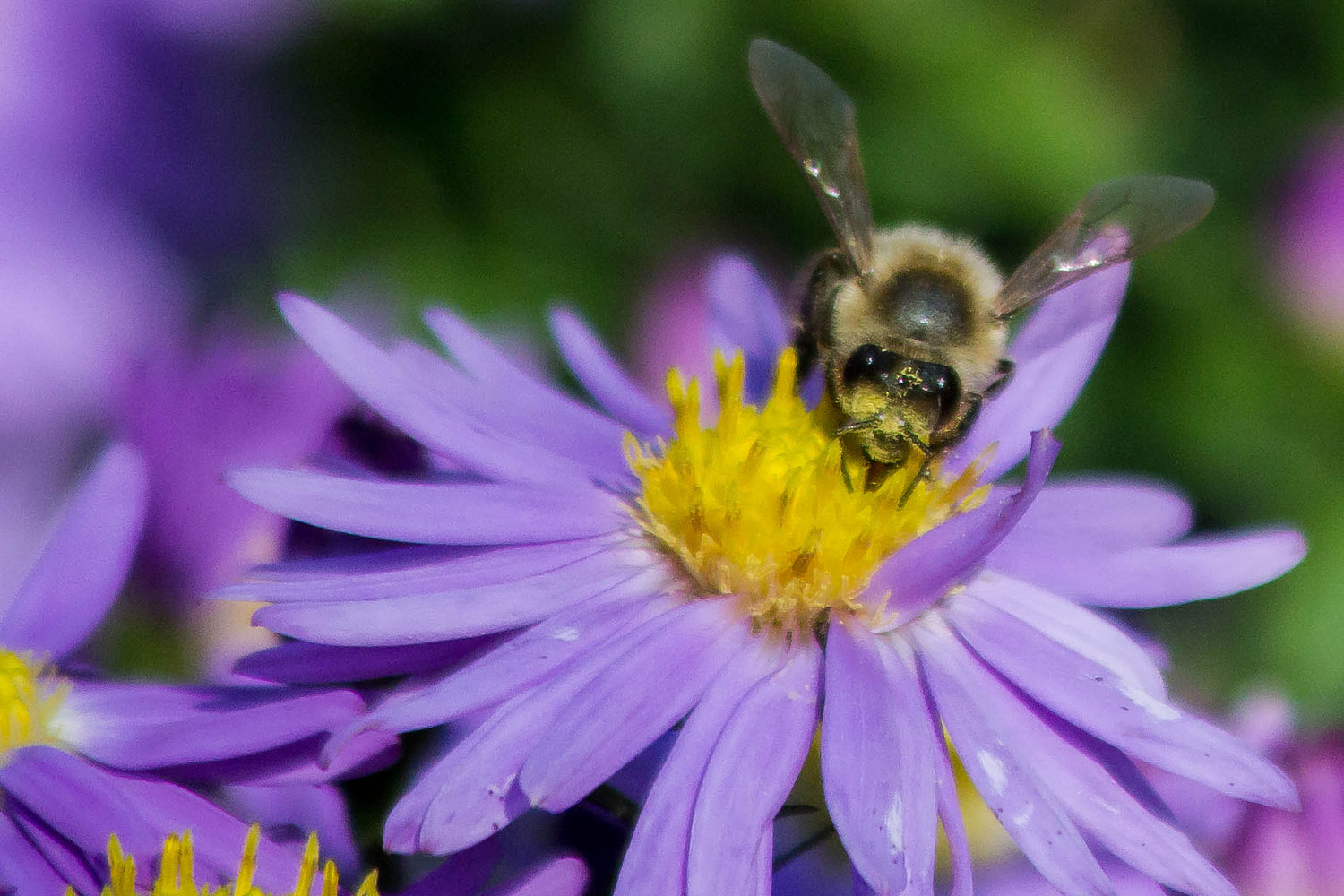 Zu tief in die Aster geschaut!