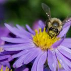 Zu tief in die Aster geschaut!