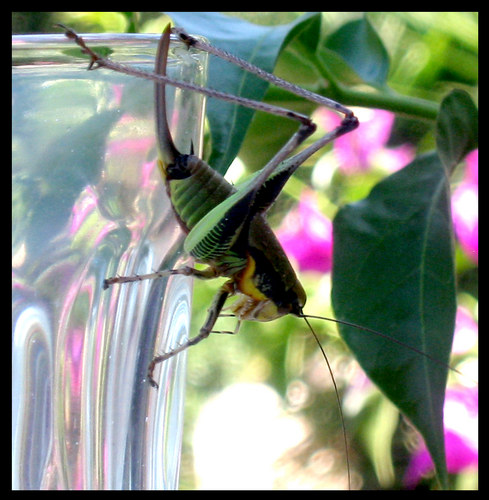 zu tief ins Glas geschaut...