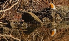 "Zu Unruhig oder was meint ihr?