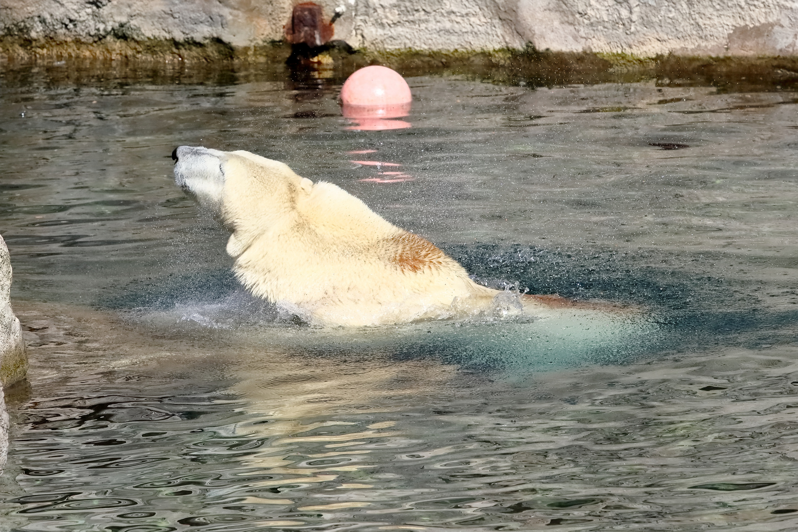 Zu viel Wasser im Fell