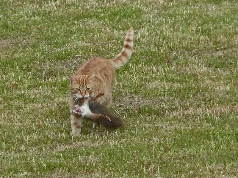 Zu viele Katzen sind des Eichhörnchens Tod