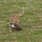 Zu viele Katzen sind des Eichhörnchens Tod