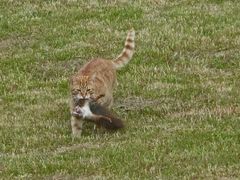 Zu viele Katzen sind des Eichhörnchens Tod