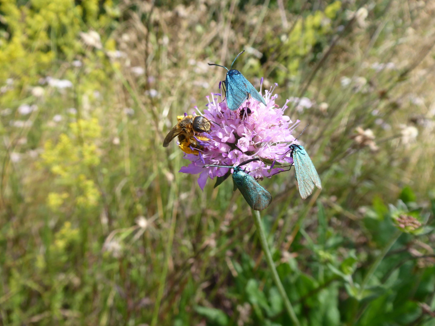 zu viert auf einer Blüte