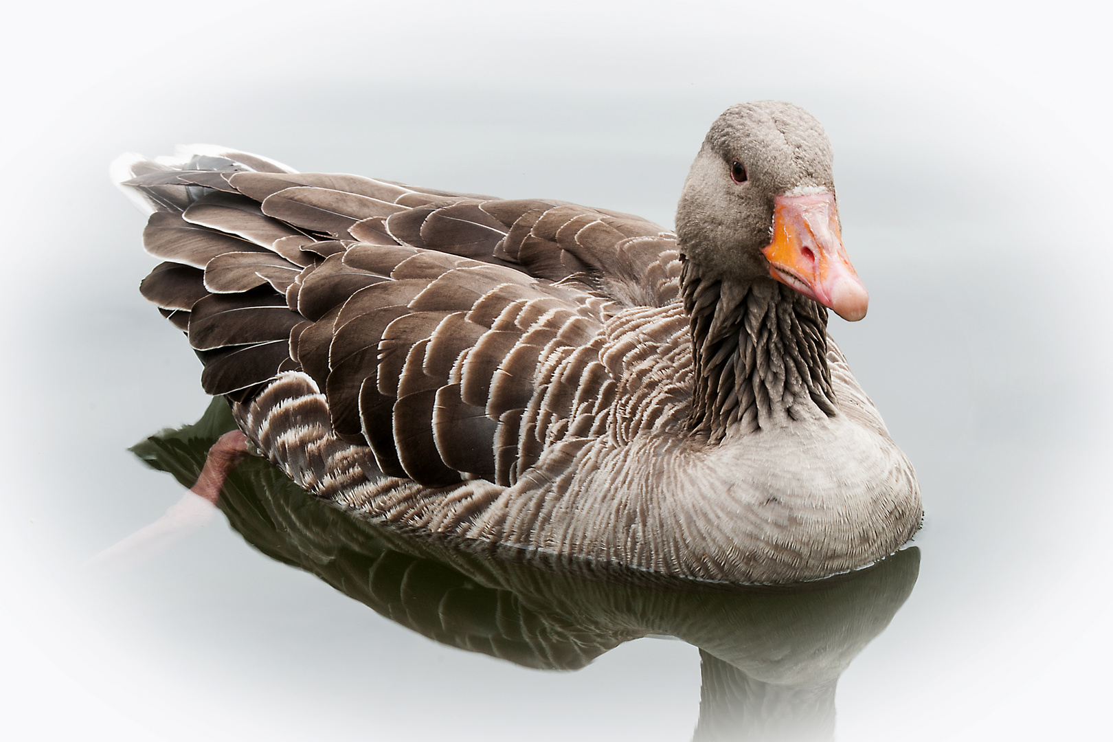 Zu warm für einen Flug in den Süden?