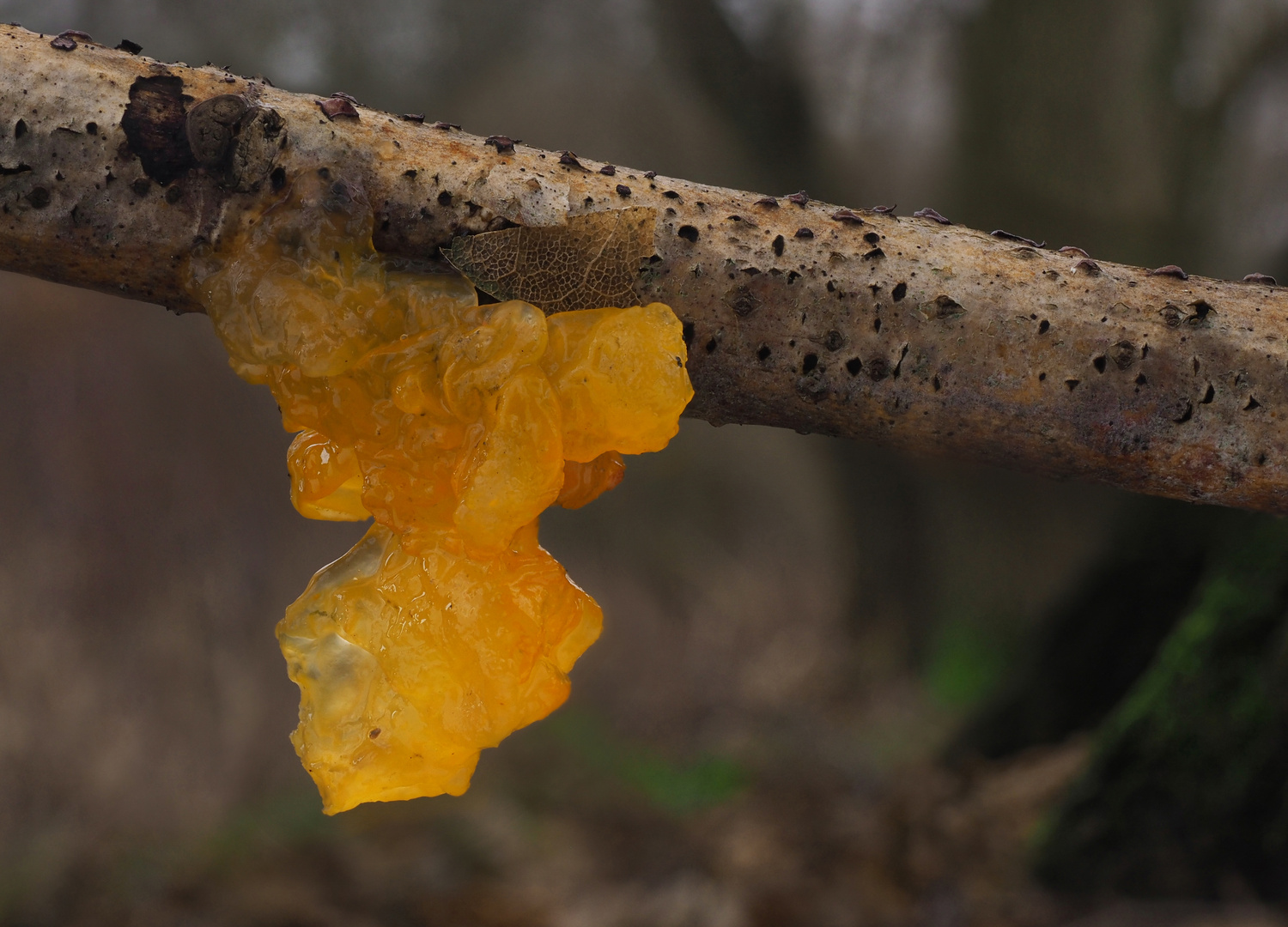 Zu Weihnachten gibt es ein Licht aus dem Wald