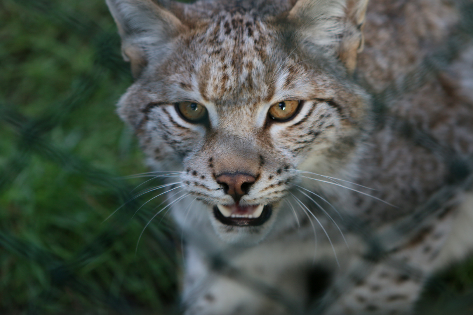 "... zu weit !!! ..." - Luchs ...´15