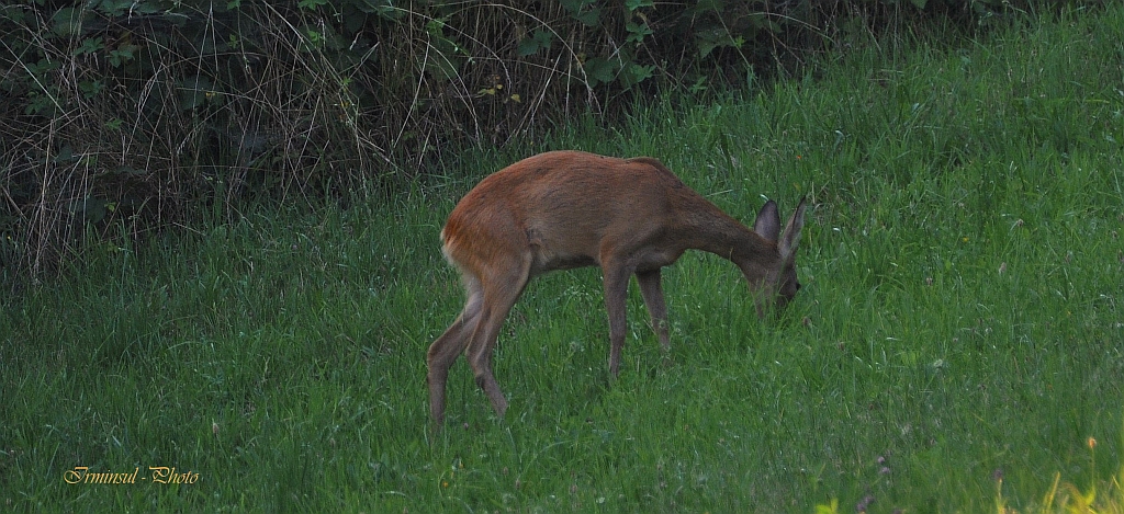 ...Zu weit weg fand sich am Ende der Wiese noch ein Reh ein....