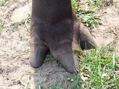 Zu welchem Tier gehört dieser Fuß?