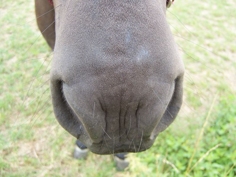 Zu welcher Pferderasse gehört diese Schnute???