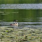 Zu zweit allein im großen See