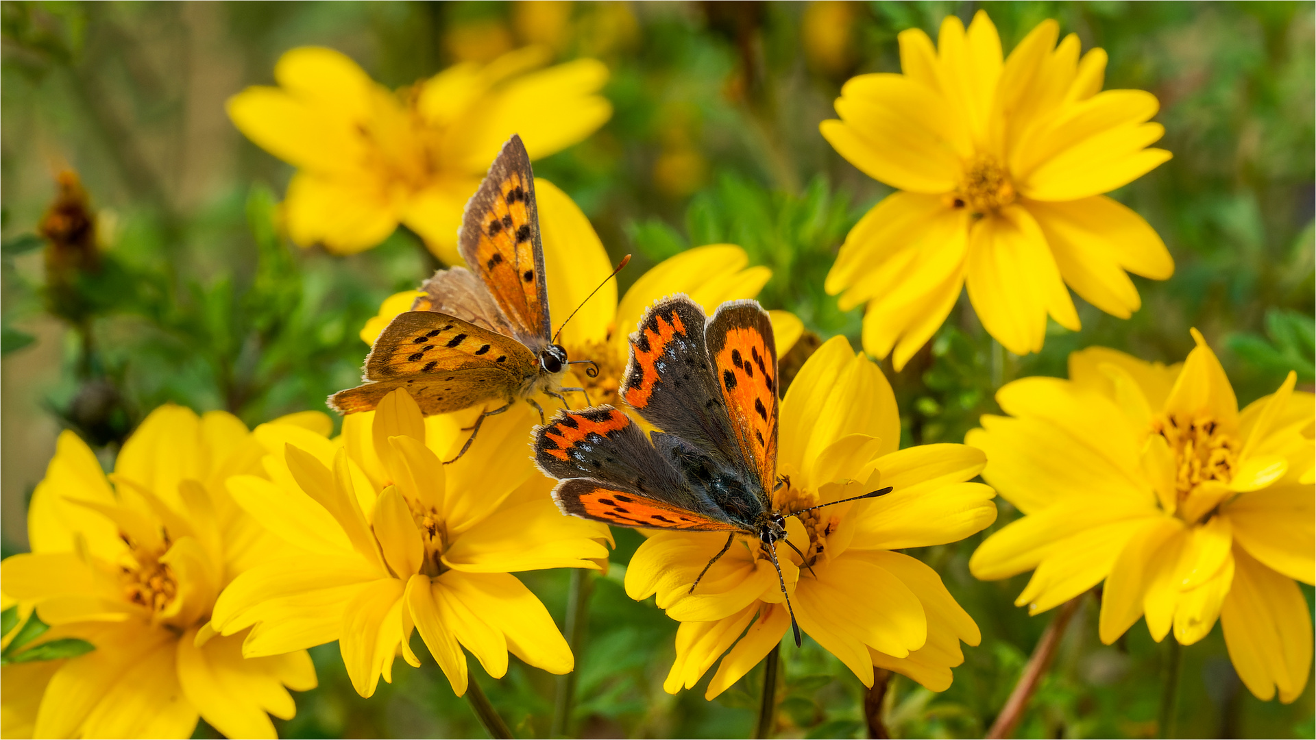 zu zweit auf den Blüten der Goldmarie - Bidens ferulifolia - .....