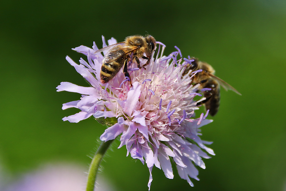 zu zweit auf einer Blüte