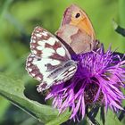 Zu zweit auf einer Blüte...und die Fliege schaut auch schon so iinteressiert...