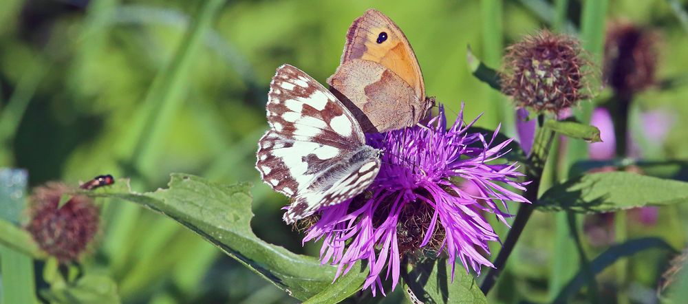 Zu zweit auf einer Blüte...und die Fliege schaut auch schon so iinteressiert...