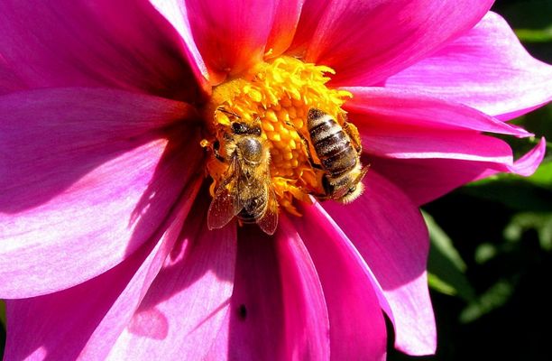 Zu zweit geht alles schneller . . .