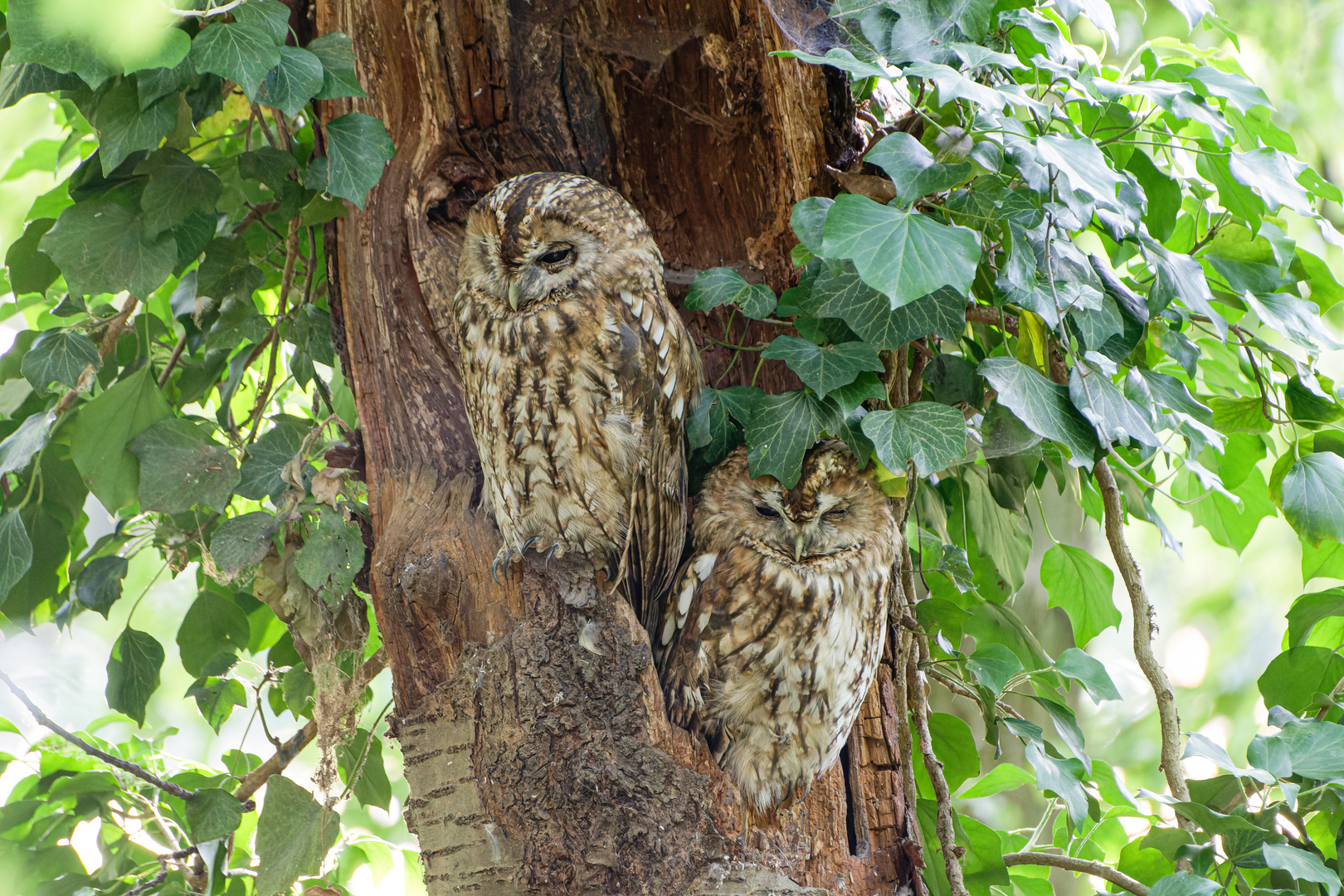 Zu zweit im Wald