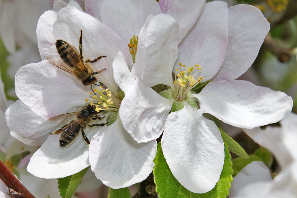 zu zweit in der Blüte