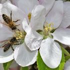 zu zweit in der Blüte