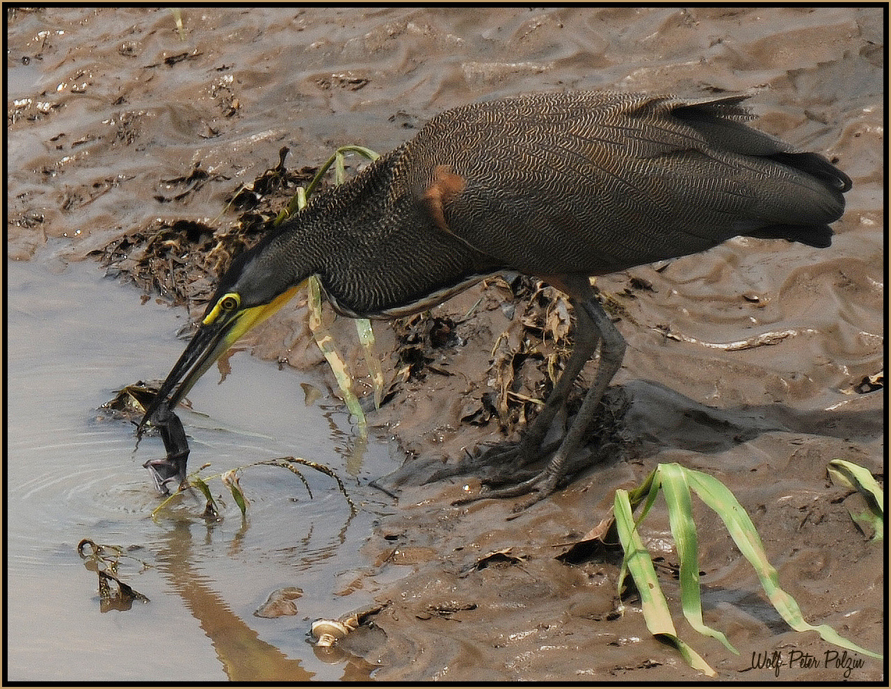 Zubereitung: Reiher ertränkt Fledermaus (Costa Rica)