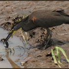 Zubereitung: Reiher ertränkt Fledermaus (Costa Rica)